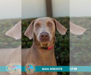 Weimaraner Dogs for adoption in Mobile, AL, USA