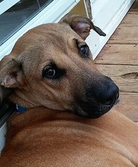 Black Mouth Cur Dogs for adoption in Rockaway, NJ, USA