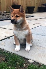 Shiba Inu Dogs for adoption in Buffalo, NY, USA