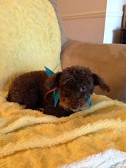 Poodle (Toy) Dogs for adoption in Naples, FL, USA