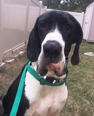 Great Dane Dogs for adoption in Santa Fe, TX, USA