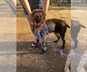 German Wirehaired Pointer-Unknown Mix Dogs for adoption in Chico, CA, USA