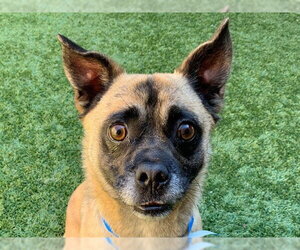 Pug-Unknown Mix Dogs for adoption in Moreno Valley, CA, USA
