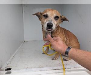 Chihuahua-Unknown Mix Dogs for adoption in Houston, TX, USA