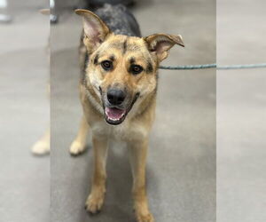 German Shepherd Dog Dogs for adoption in Forestville, MD, USA