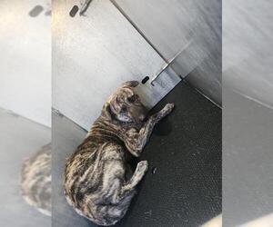 Black Mouth Cur-Unknown Mix Dogs for adoption in San Antonio, TX, USA