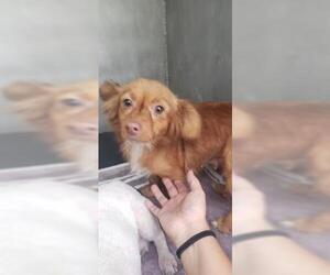 Chiweenie Dogs for adoption in San Antonio, TX, USA