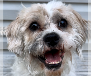 Shih Tzu-Unknown Mix Dogs for adoption in Springfield, VA, USA
