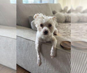 Mutt Dogs for adoption in Houston, TX, USA