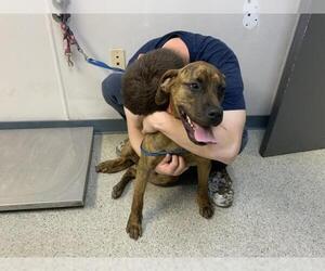 Mastiff-Unknown Mix Dogs for adoption in Visalia, CA, USA