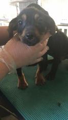 Medium Photo #1 Labrador Retriever-Unknown Mix Puppy For Sale in Whitestone, NY, USA