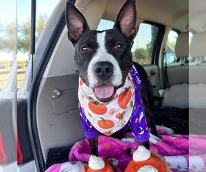 Bull Terrier-Unknown Mix Dogs for adoption in Las Vegas, NV, USA