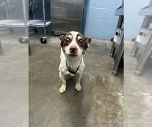 Rat-Cha Dogs for adoption in Evansville, IN, USA