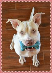 American Pit Bull Terrier-Labrador Retriever Mix Dogs for adoption in Lytle, TX, USA