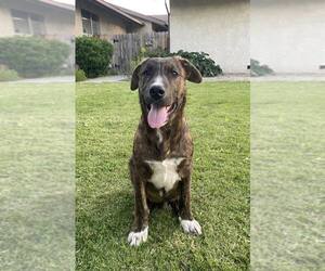 German Shepherd Dog-Unknown Mix Dogs for adoption in Paso Robles, CA, USA