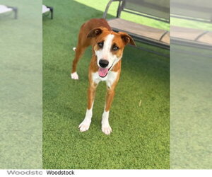 Mutt Dogs for adoption in oakland, FL, USA