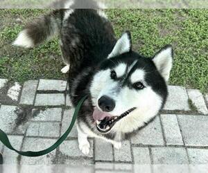 Siberian Husky Dogs for adoption in Ocala, FL, USA