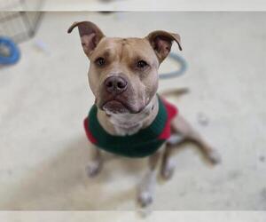 Mutt Dogs for adoption in Center Township, PA, USA