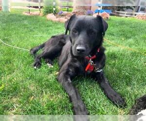 Labrador Retriever Dogs for adoption in Evergreen, CO, USA