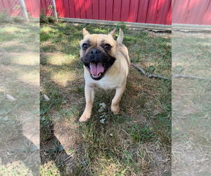 Frenchie Pug Dogs for adoption in Germantown, OH, USA