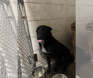 Border Collie Dogs for adoption in Stockton, CA, USA