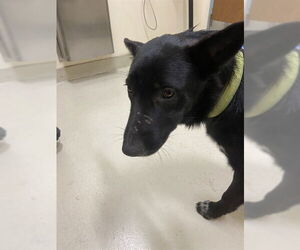 Australian Shepherd Dogs for adoption in Fremont, CA, USA