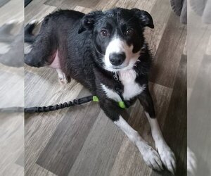 Border Collie-Unknown Mix Dogs for adoption in Fort Wayne, IN, USA