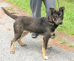 Mutt Dogs for adoption in Camden, SC, USA