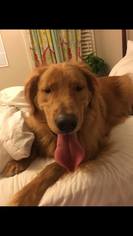 Golden Retriever Dogs for adoption in Greenville, SC, USA