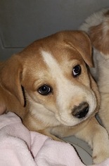 Sheprador Dogs for adoption in Albemarle, NC, USA