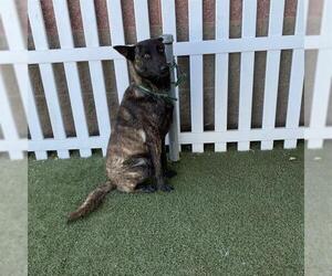 Mutt Dogs for adoption in Modesto, CA, USA