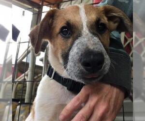 Catahoula Leopard Dog Dogs for adoption in Potomac, MD, USA