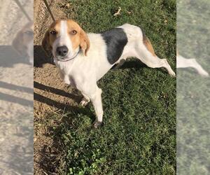 English Foxhound Dogs for adoption in Raleigh, NC, USA
