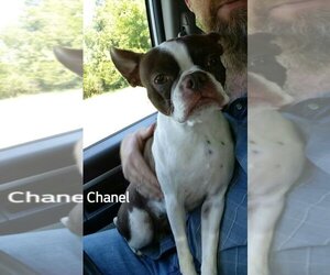 Boston Terrier Dogs for adoption in Plano, TX, USA