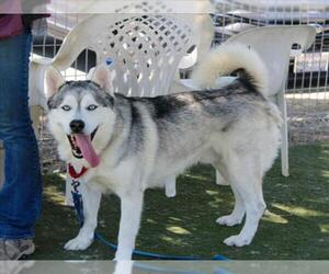 Siberian Husky Dogs for adoption in Martinez, CA, USA