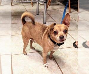 Chiweenie Dogs for adoption in Glendale , AZ, USA