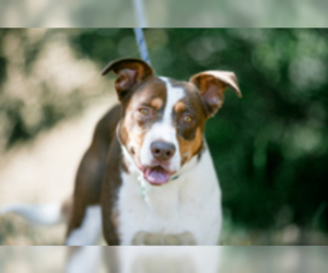 Australian Shepherd Dogs for adoption in Salinas, CA, USA