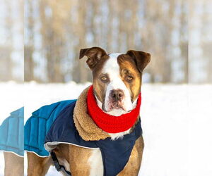 Mutt Dogs for adoption in Unionville, PA, USA