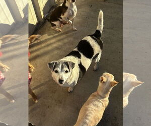 Jack Russell Terrier-Unknown Mix Dogs for adoption in Chico, CA, USA