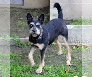 Border Terrier-Irish Terrier Mix Dogs for adoption in Santa Monica, CA, USA