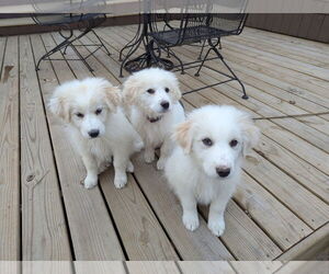 Great Pyrenees Dogs for adoption in Croydon, NH, USA