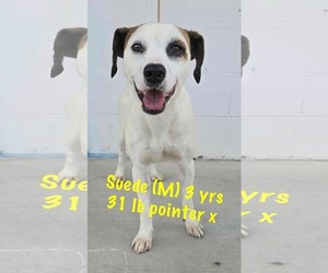 Pointer-Unknown Mix Dogs for adoption in pomfret, CT, USA
