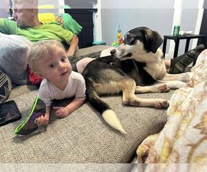 Huskies -Unknown Mix Dogs for adoption in Evansville, IN, USA