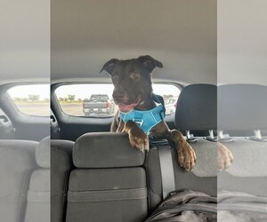 Labrador Retriever-Retriever  Mix Dogs for adoption in San Angelo, TX, USA