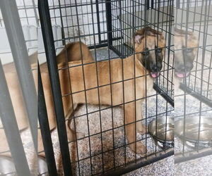 Mutt Dogs for adoption in Stevens Point, WI, USA