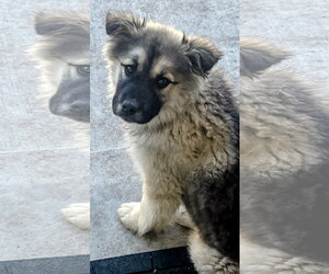 Mutt Dogs for adoption in Cottage Grove, MN, USA
