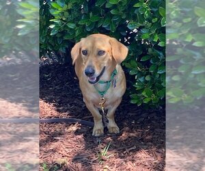 Dachshund-Unknown Mix Dogs for adoption in Garner, NC, USA