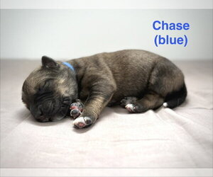 Medium Photo #1 Retriever -Unknown Mix Puppy For Sale in Calgary, Alberta, Canada