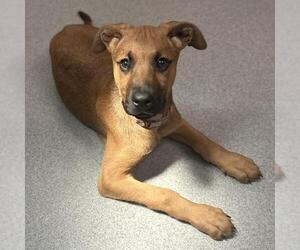 Black Mouth Cur-Unknown Mix Dogs for adoption in Rancho Cucamonga, CA, USA