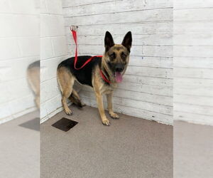 German Shepherd Dog Dogs for adoption in San Bernardino, CA, USA